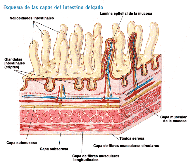 Absorción en el intestino delgado