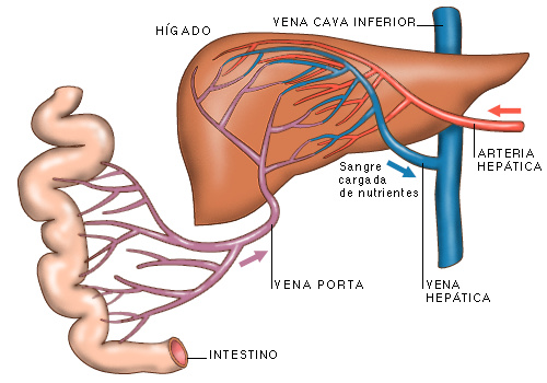 Absorción de medicamentos por vía oral.2