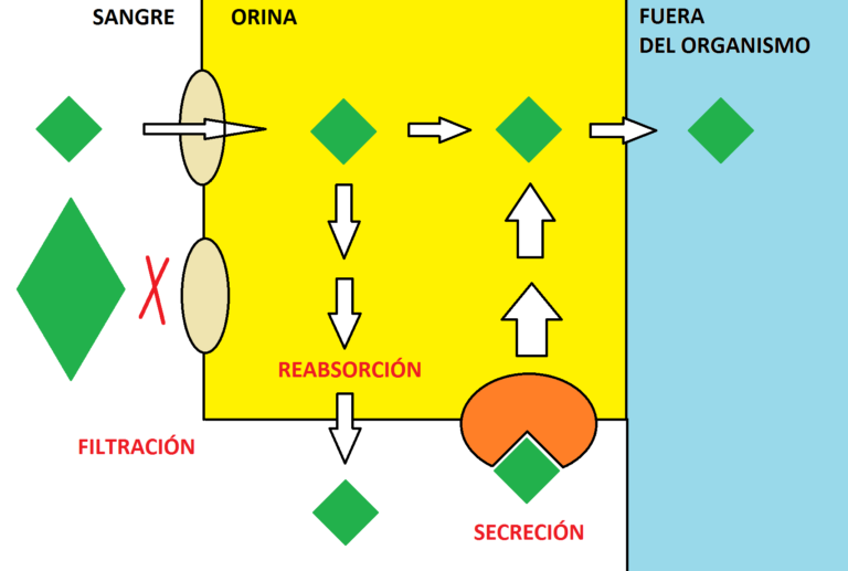 filtración-reabsorción-secreción