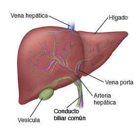 partes del hígadon